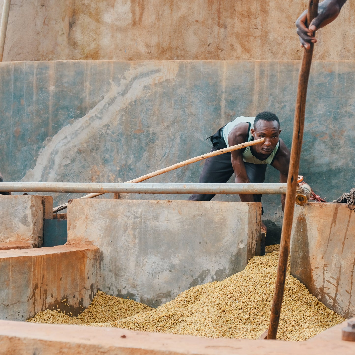 Hada Molecha - light roast, washed, berry tea with plum notes, slight citrus & mild sweetness