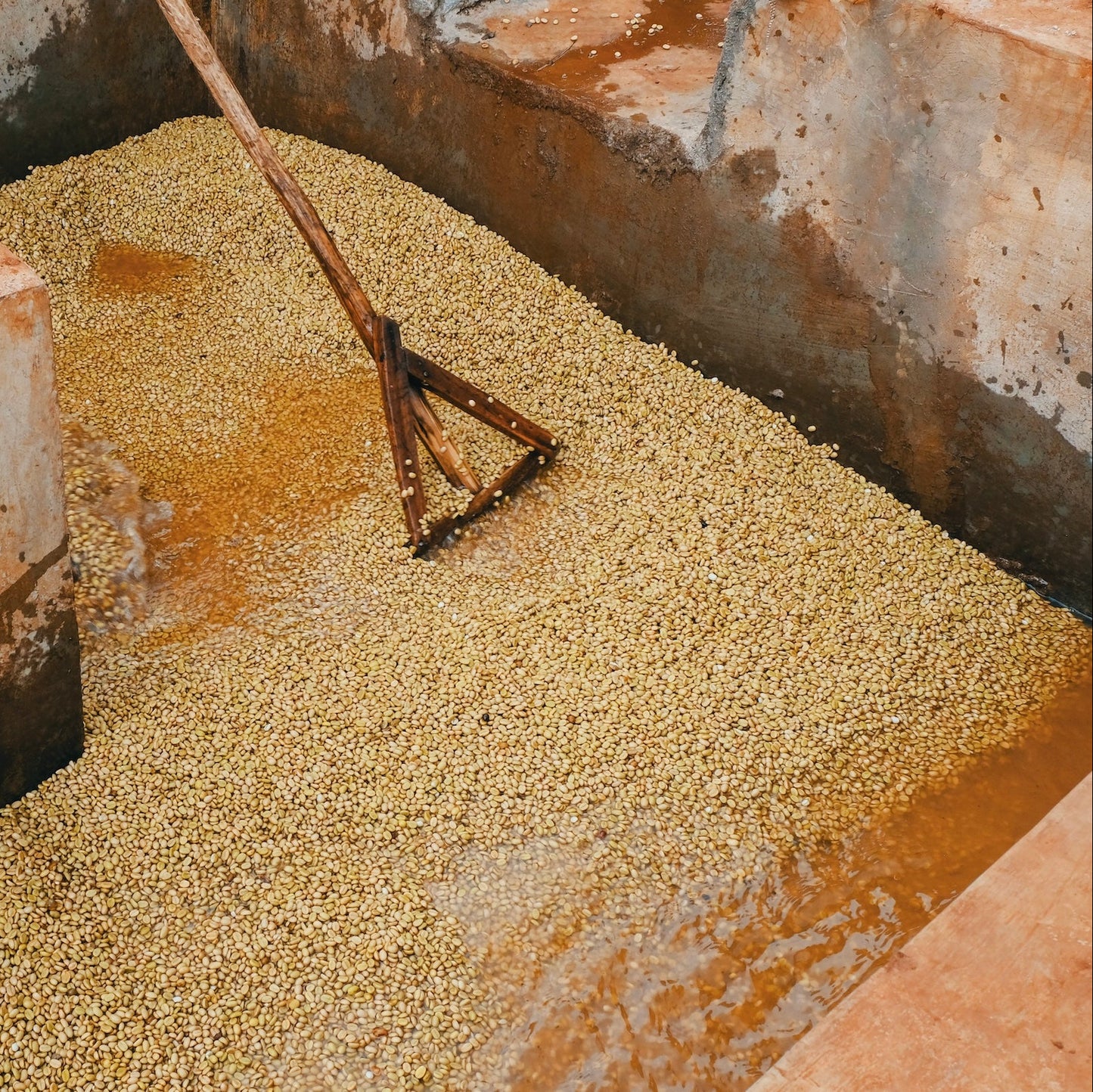 Hada Molecha - light roast, washed, berry tea with plum notes, slight citrus & mild sweetness