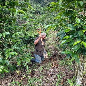 Finca Koa Honey Caturra 2025 - med-light roast, honey process, dark chocolate brownie, umami, tart, light woodiness and wine-like stone fruit flavours