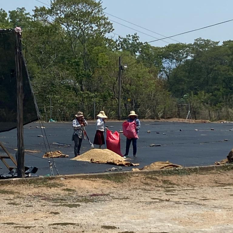 Finca Koa Honey Caturra 2025 - med-light roast, honey process, dark chocolate brownie, umami, tart, light woodiness and wine-like stone fruit flavours