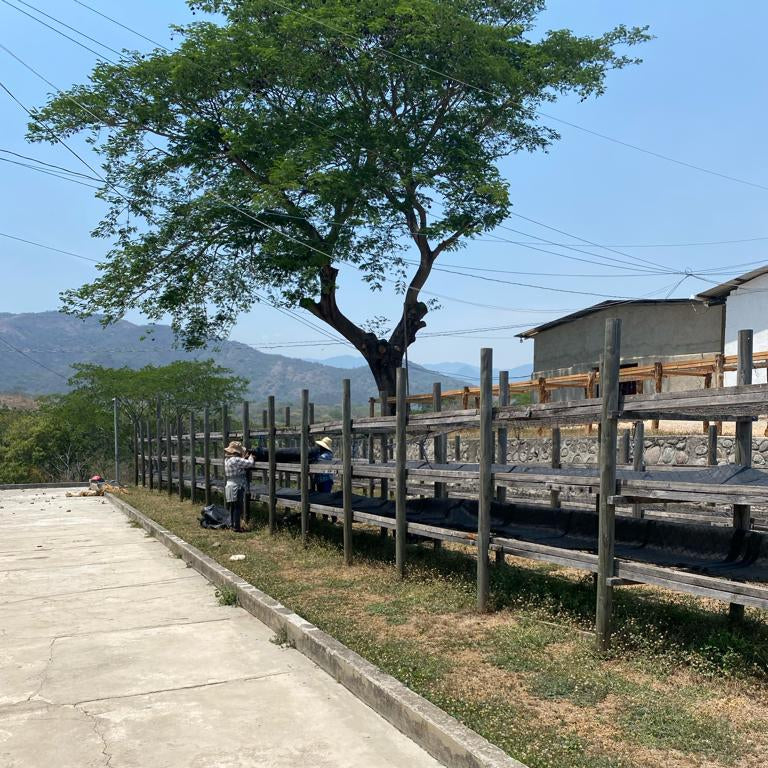 Finca Koa Honey Caturra 2025 - med-light roast, honey process, dark chocolate brownie, umami, tart, light woodiness and wine-like stone fruit flavours