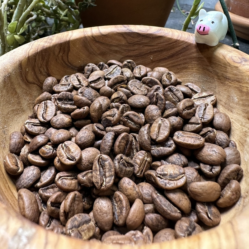 Finca Koa Honey Caturra 2025 - med-light roast, honey process, dark chocolate brownie, umami, tart, light woodiness and wine-like stone fruit flavours