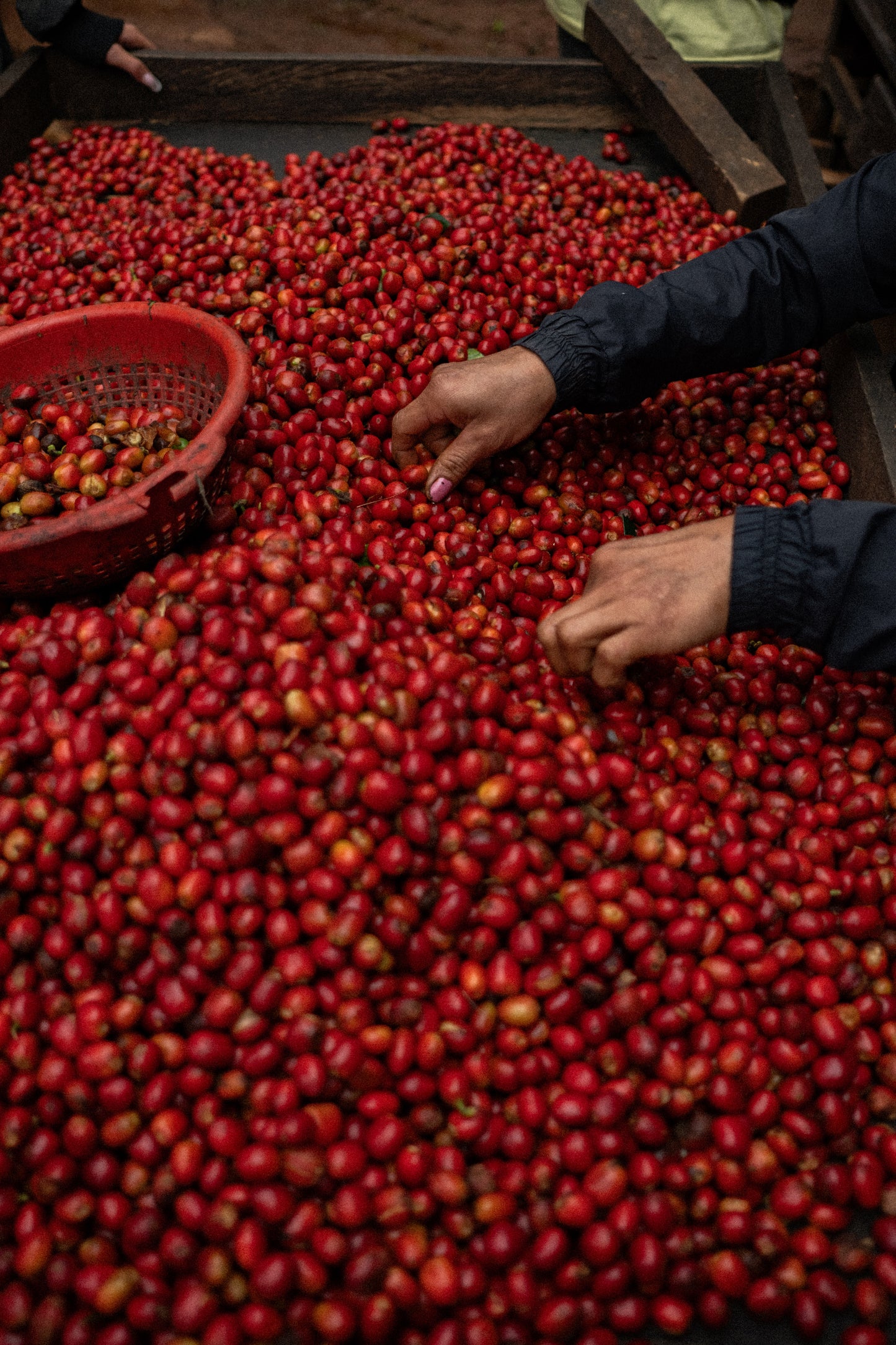 Colombia - Norbey Quimbayo Pink Bourbon Semi Washed Experimental